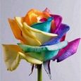 Graines de roses arc-en-ciel -Facile à faire germer-Parfumée-Convient à la décoration intérieure et au jardinage domestique-3
