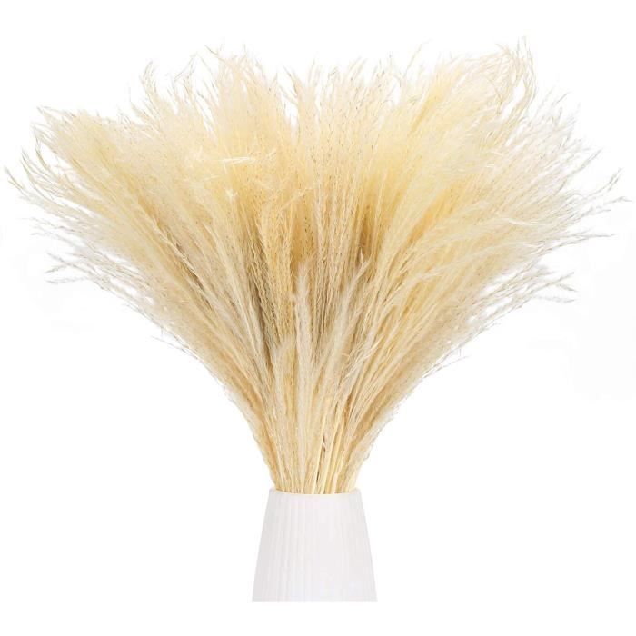 Fleurs séchées DWANCE 50PCS Fleur de Pampa Blanche Fleurs Séchées Naturelles Herbe de Pampa Séchée R170