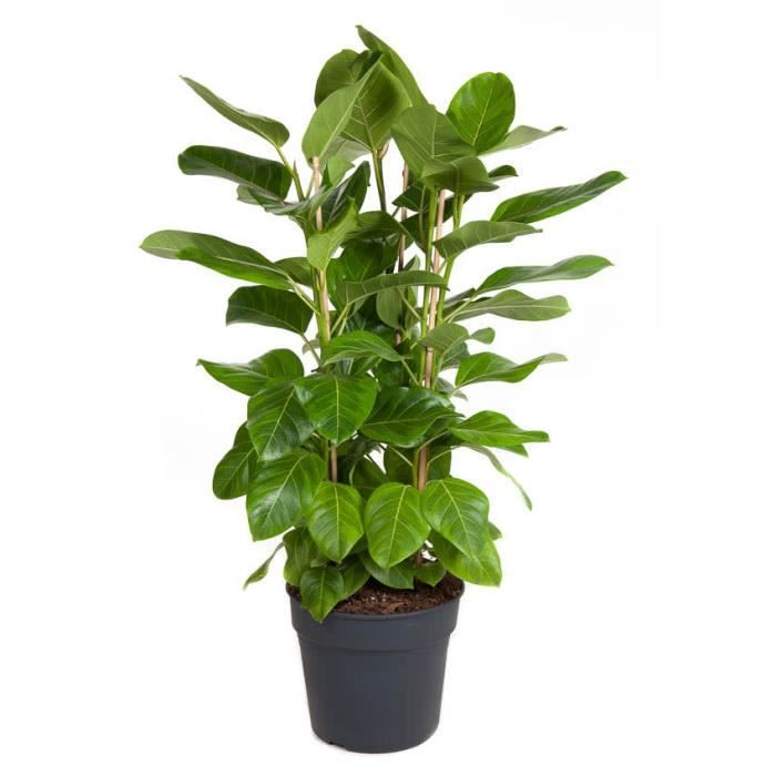 Ficus pleureur - Ficus benjamina 'Danielle' - Hauteur 100-110cm - ⌀21cm - Gamm vert