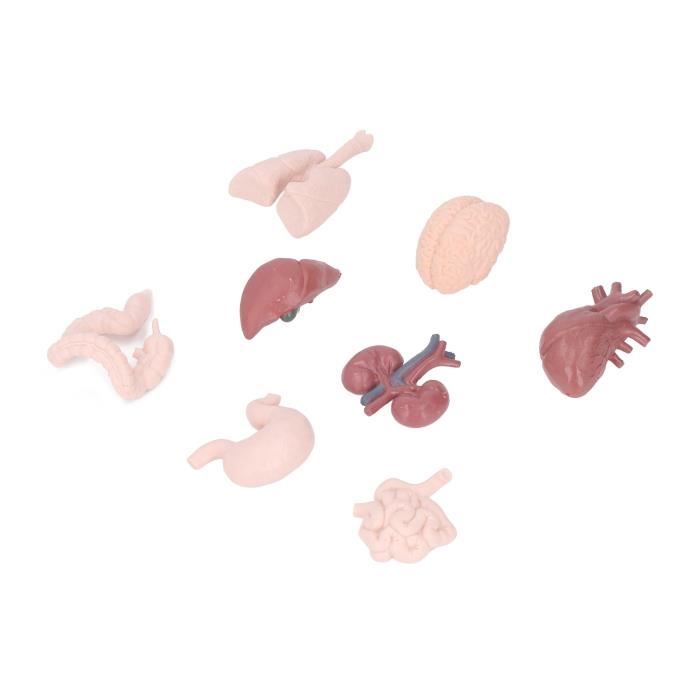 Modèle pédagogique, modèle médical de corps humain, modèle anatomique, 17 pièces détachables, 85 cm, modèle anatomique de torse sans sexe, modèle d'organes éducatifs Modèle pédagogique, modèle médical de corps humain, modèle anatomique, 17 pièces détachables, 85 cm, modèle anatomique de torse sans sexe, modèle d'organes éducatifs