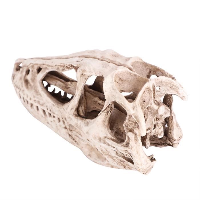 Modèle de crâne de dinosaure - OMABETA - Résine écologique - Décoration Modèle de crâne de dinosaure - OMABETA - Résine écologique - Décoration