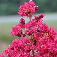 Lilas des Indes indica Braise d'été® 'Indybra'-Pot de 3L - 40/60 cm-Rouge-Arbustif