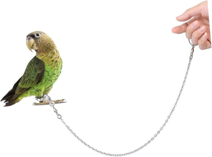 Meilleurs prix pour Chaîne D'oiseau En Acier Inoxydable Pigeon Animaux Bandes De Pattes D'oiseaux Perruche Cage À Oiseaux Volière Filet Ara Laisse 1PCS