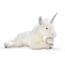 ours licorne