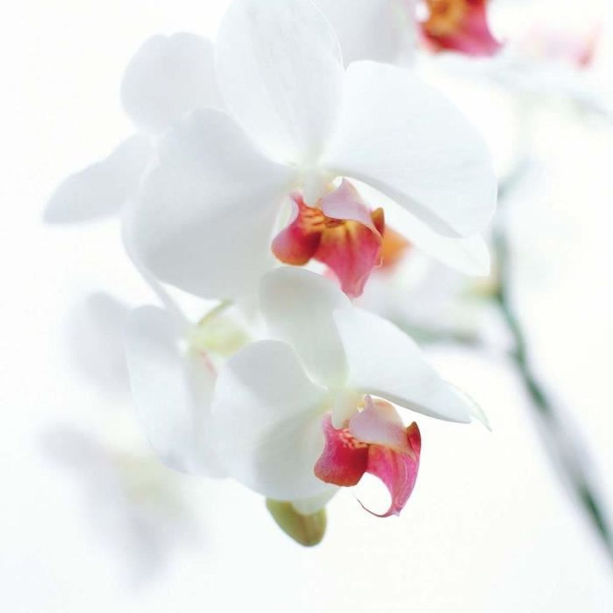 Tableau Orchidee Blanche Et Fuchsia Achat Vente Affiche Poster Cdiscount