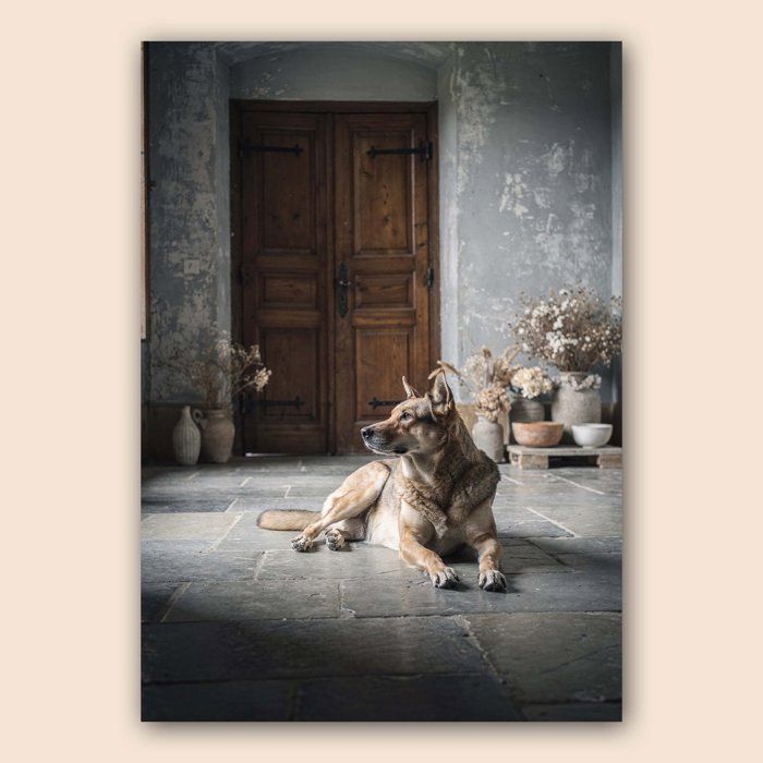 Affiche chien calme A3 rustique - Poster déco animal décoration murale apaisante - Papier mat 230g Affiche chien calme A3 rustique - Poster déco animal décoration murale apaisante - Papier mat 230g