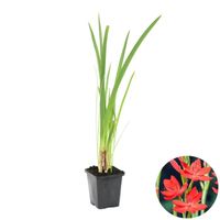 Lis Rouge Cafre - Schizostylis Coccinea - Plante de bassin et pot de pépinière D9 cm - H15 cm