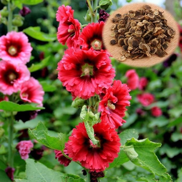 100Pièces graines Double Rose Trémière Fleur Bonsaï Mélangé Vivace Jardin Décoration Rare graines