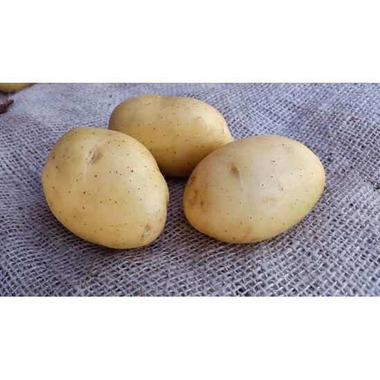 Pomme De Terre Vitabella 1 5 Kg Achat Vente Graine Semence Pomme De Terre Vitabella Cdiscount