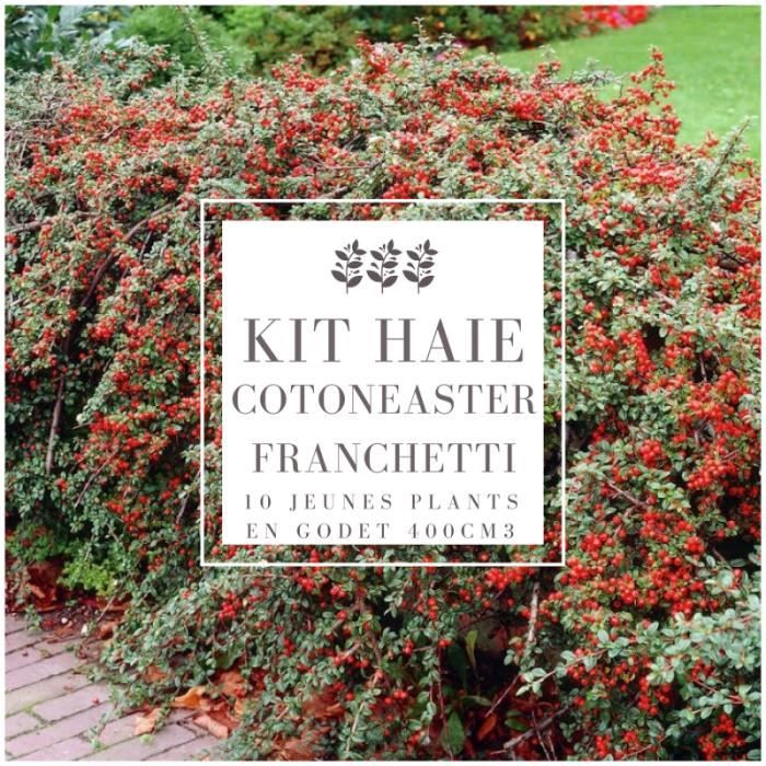 Kit Haie Cotoneaster (Cotoneaster Franchetti) - Haie en Kit - 10 Jeunes Plants