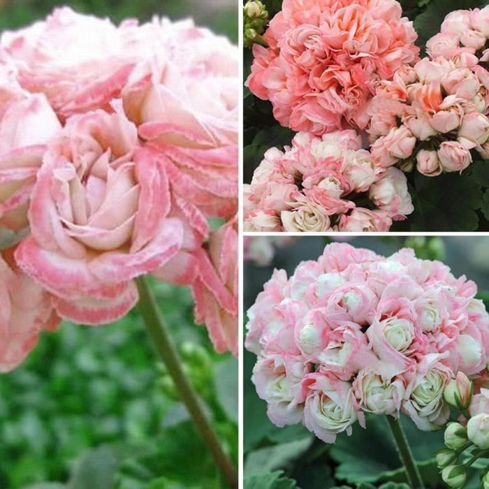 10 Graines De Pélargonium Zonal Blanc Double - Géranium Blanc à Fleurs Semi-Doubles - Pour Jardin, Balcon, Potées