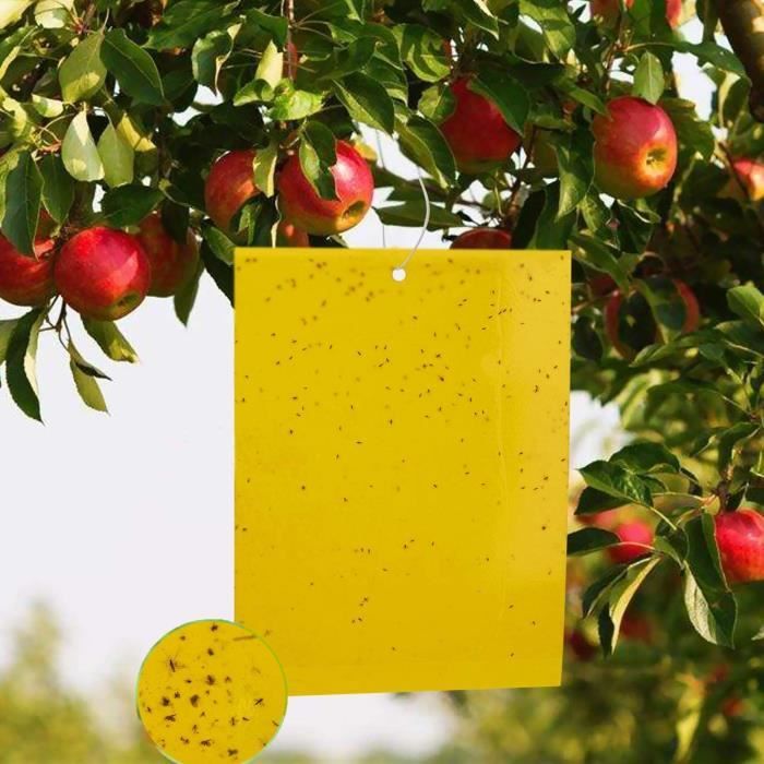 Pièges à Mouche Avec Recouvrement Nourriture, Gobe-Mouches, Pour La Maison De Cuisine Jardin Terrasse Hôtel - Au Quotidien