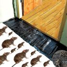 YNKKVRE Piège à colle pour souris et rongeurs, efficace et discret, idéal pour la maison et le bureau