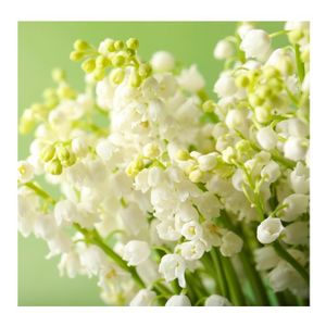 100 Graines De Muguet Blanches - Facile à Cultiver, Pour Extérieur, Bonsaï Ou Jardin