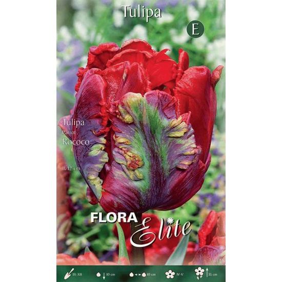 BULBI AUTUNNALI TULIPANO ROCOCO CONFEZIONE DA 7 BULBI BULBS BULBES ...