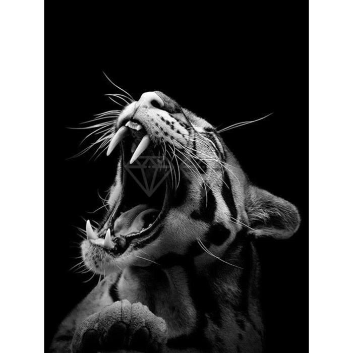 Kit Peinture Diamant 5D Chat Maine Coon - 40x50cm, Toile HD, Diamants Inclus - Artisanat DIY Décoration Murale - 3