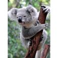 Puzzle 2x500 pièces - Panda et koala - Ravensburger - Animaux - Dès 10 ans-2