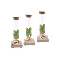 Plantes d'intérieur – 3 × Pommier baumier en tube avec Éclairage LED – Hauteur: 20 cm X454
