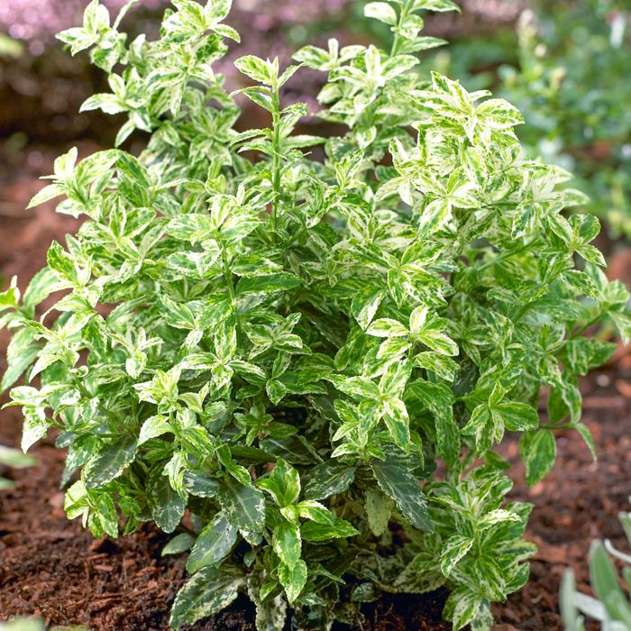 Euonymus Harlequin un arbuste compact à feuillage persistant et panaché