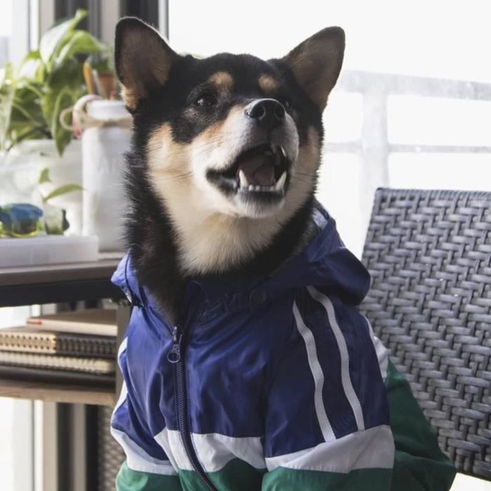 Rouge L Inu Shiba coupe vent mode chien veste exterieure impermeable impermeable vetements animal chiot manteau pour petits chiens Cdiscount