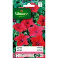 VILMORIN Petunia nain rouge-0