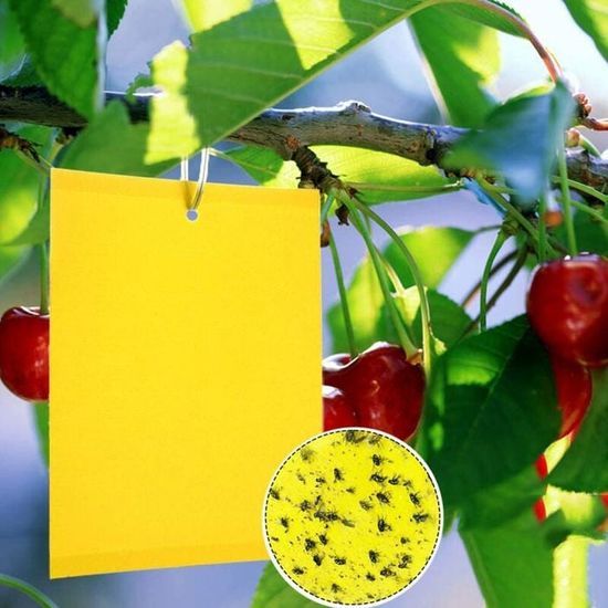 40 Pièces Pièges à Insectes Jaunes Double Face – Attrape-Mouches, Moucherons, Pucerons, Aleurodes – Grand Format 20x15 Cm Avec Attaches Pour Jardin, Serre Et Plantes D’Intérieur