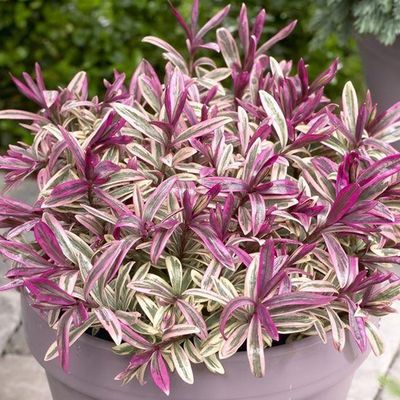 Hebe Coeur Briseur - Arbuste Persistant Feuillage Panaché Rose 15-25cm (pot Inclus)