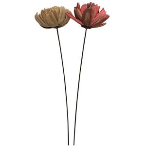 Bouquet fleur sechees grandes tiges - Cdiscount