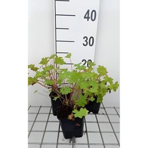 PLANTE POUSSÉE Plante Vivace - Geranium macr. 'Olympic Fire' ('sandy's smile') - bec de grue en pot de 9 x 9 cm