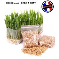 1000 Graines HERBE A CHAT - A Semer - Triticum Aestivum Graine Blé Origine France