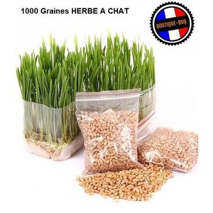 HERBE À CHAT 1000 Graines HERBE A CHAT - A Semer - Triticum Aes