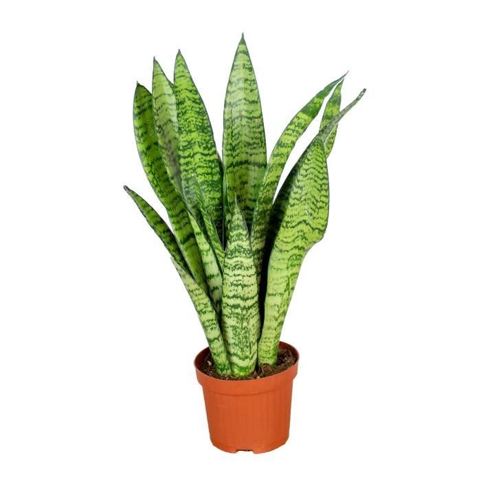 Plante d'intérieur Sansevieria 'Zeylanica' - BLOOMIQUE - D9 cm - H20-30 cm - Vert - Plastique