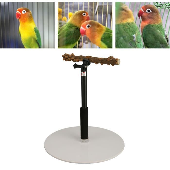 Petit Perchoir Pour Oiseau Taxidermie - Bois Teinté ébène Noir - Toutes Tailles