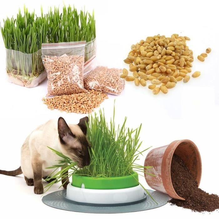 Kit de culture d'herbe à chat biologique Herbe de blé facile à