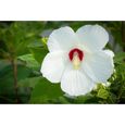 25 Graines d'Hibiscus des Marais - fleurs plantes - semences paysannes-0