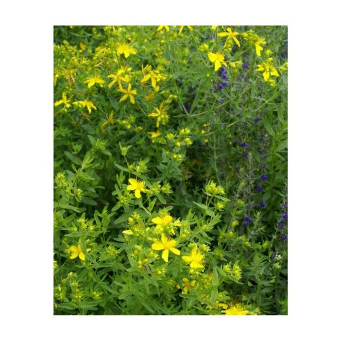 Graine - Semence - Millepertuis (Hypericum Perforatum)