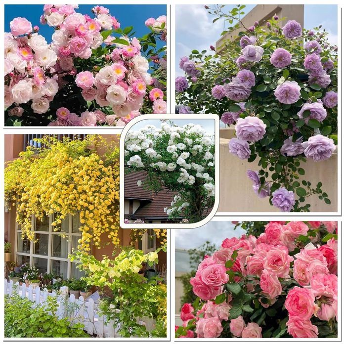 Catalogue de Graines de Roses Eurographics-6000-0810 1000 pièces s - Déco et Objets - /Planet's