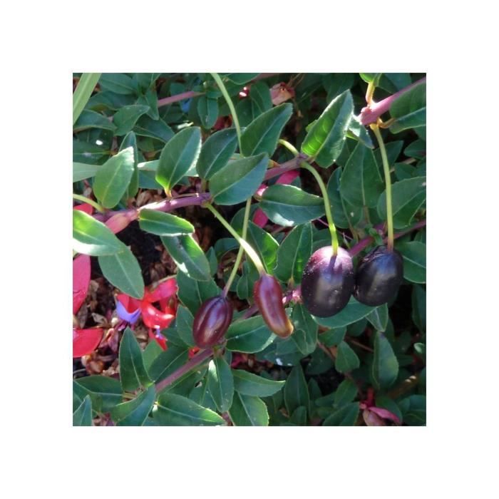 PLANTE POUSSEE- Fuchsia regia 'Reitzii'-Godet - 5/10 cm-BELLEVUE DISTRIBUTION