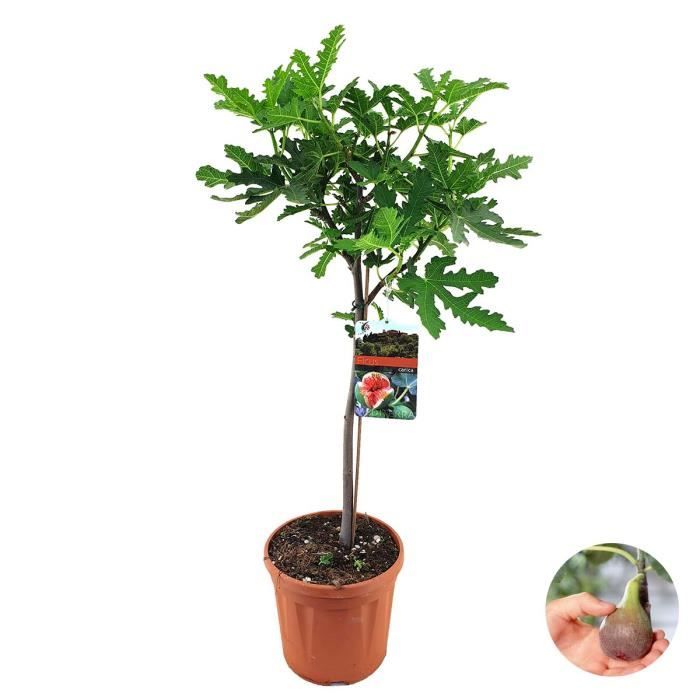 Ficus Carica – Figuier – Arbre fruitier – Rustique - D21 cm - H80-90 cm