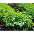 500 Graines de Persil Plat - plante aromatique - légumes potager méthode BIO-1