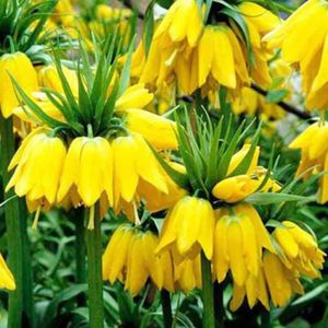 Hot 100pcs Jaune Couronne Impériale Fritillaria Fleur Plante