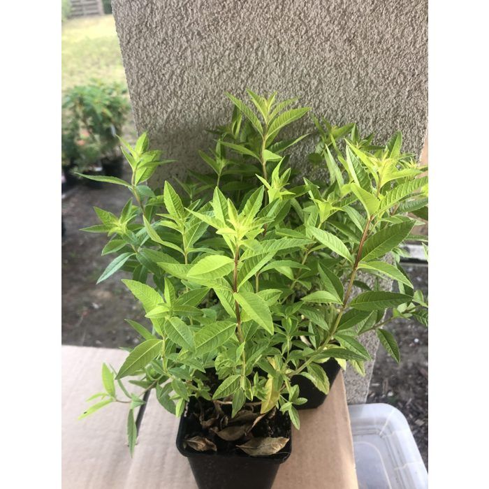 6x Verveine citronnée Feuille de citron - Aloysia triphylla 9x9 cm pot