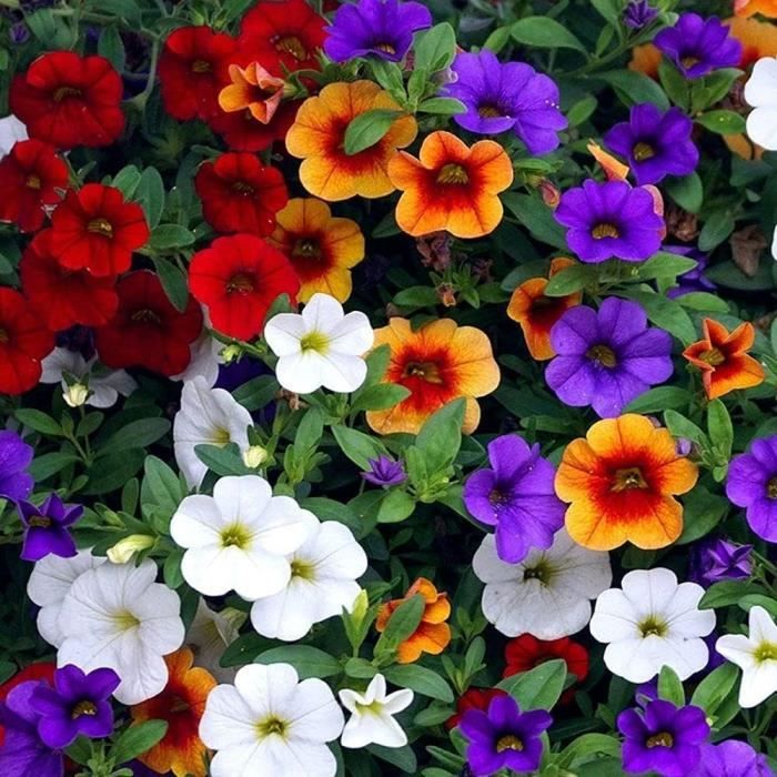 Pethunia Graines De Pétunia Mélangées Exotiques Vivaces Fleur Ornementale Fleurs ...