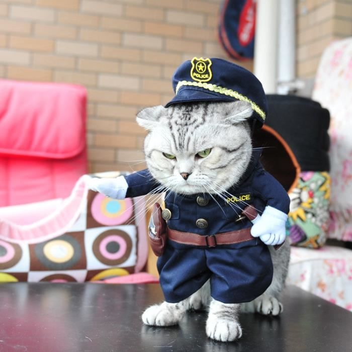 Tenue hotsell pour chat