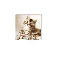 Toile Chat Achat Vente Tableau Toile Toile Cdiscount Toile Chat Achat Vente Tableau Toile Toile Cdiscount