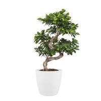bonsaï – Bonsaï en pot de fleur blanc comme un ensemble – Hauteur: 70 cm XB63