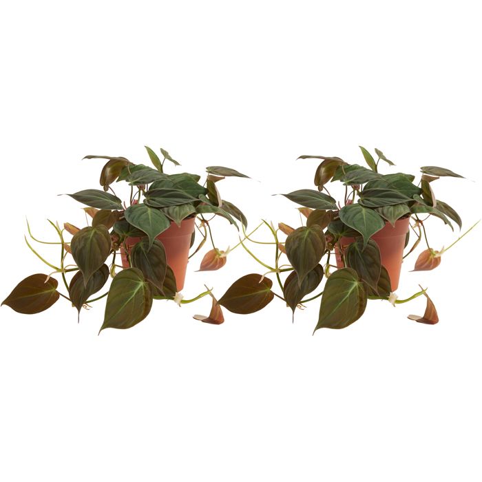 Lot de 2 - Philodendron Scandens Micans - Plante suspendue - H. 15-20 cm