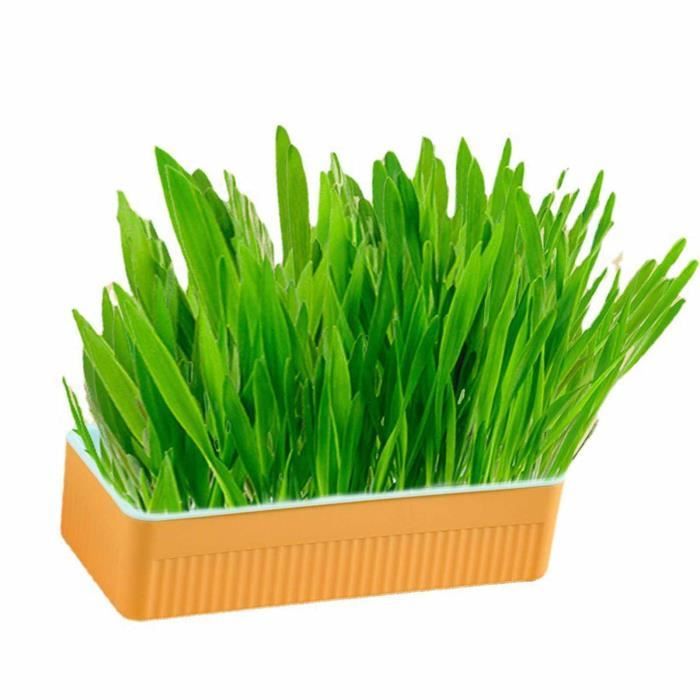 Coiry Boîte à Herbe à Chat, Germoir Hydroponique Créatif Pour Jardin Et Bureau Indigo Rose