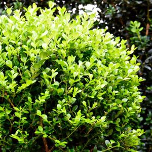 PLANTE POUSSÉE Buxus Microphylla 'Faulkner' - Buis - En pot de 2 litres