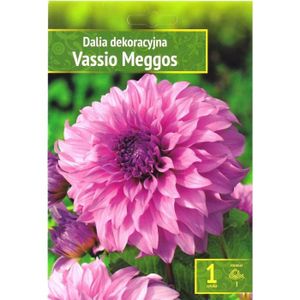 BULBE Agronom | Dahlias Comme Plantes Ornementales Vassio Meggos | Bulbes À Fleurs Vivaces | Fleurs Violettes | Sont Cultivés Dans [J949]